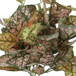 Busch Buntnessel, Rosa/grün, 27 Cm