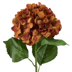 Hortensie Antik, Braun, 70 Cm