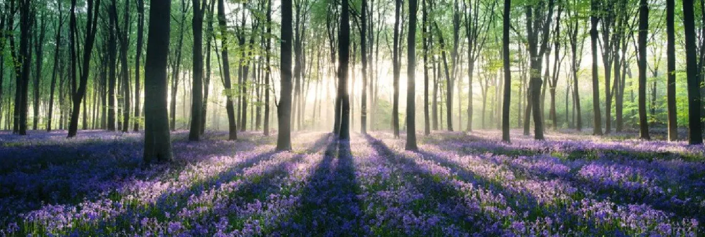 Jumboposter Enchanted Forest, Nr. 12