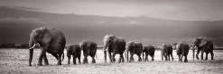 Jumboposter Line Of Elephants, Nr. 27