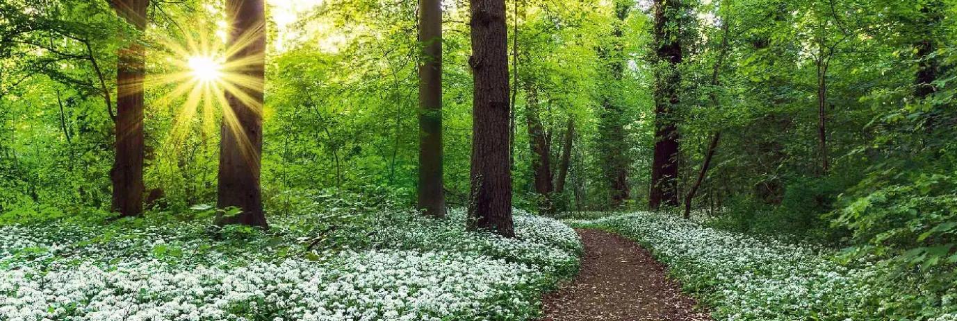 Jumboposter Spring Forest, Nr. 7