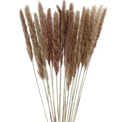 Pampasgras, Braun, 78 Cm