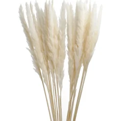 Pampasgras, Creme, 78 Cm