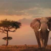 Poster African Wildlife Elephant, Nr. 4