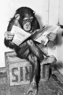 Poster Ape News, Nr. 159