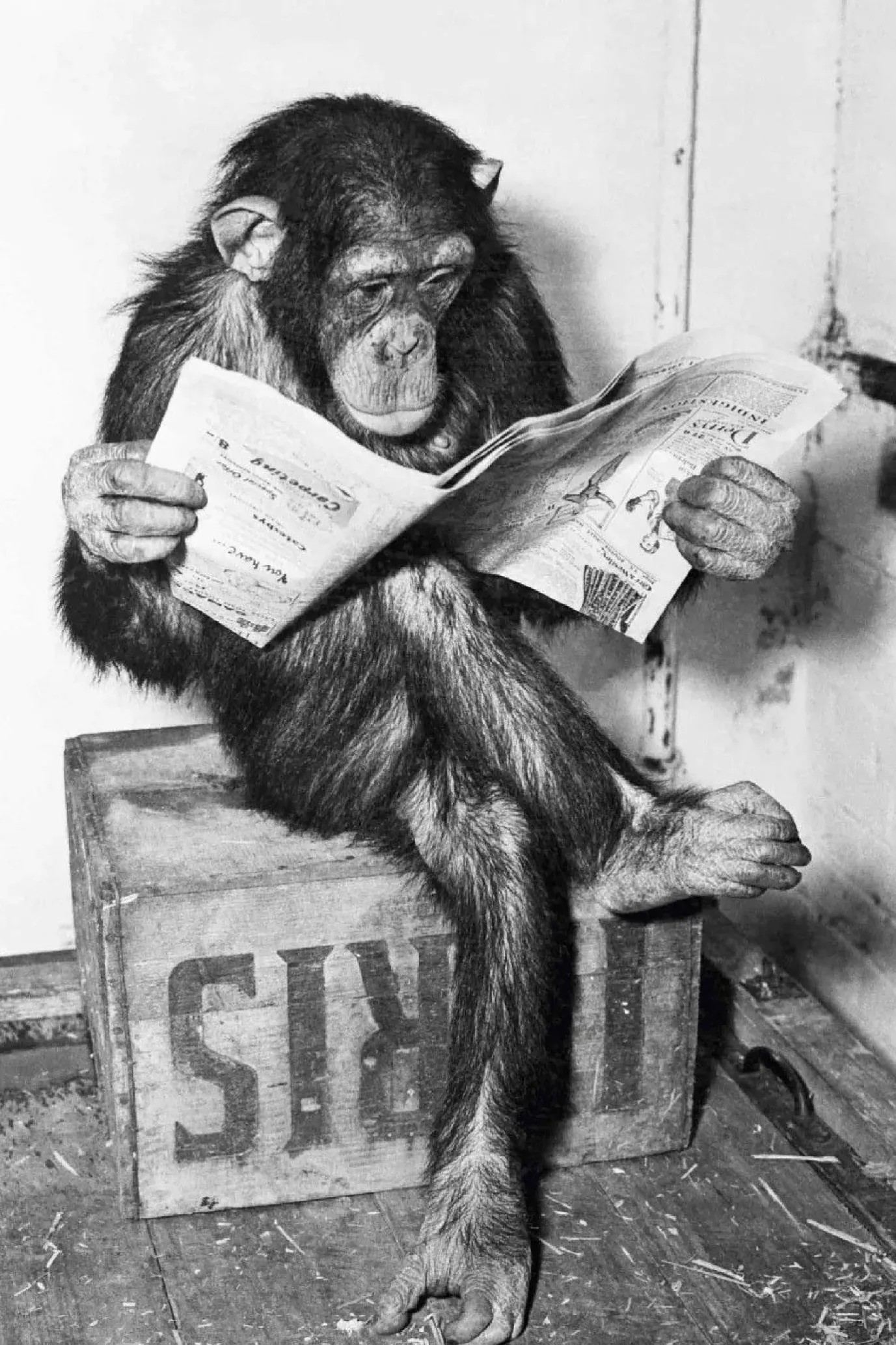 Poster Ape News, Nr. 159