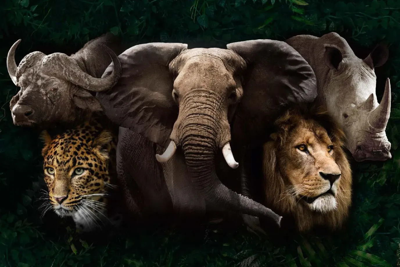 Poster Big Five Of Africa, Nr. 219