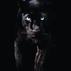 Poster Black Panther, Nr. 179