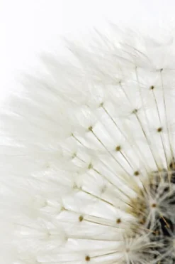 Poster Dandelion - White, Nr. 218
