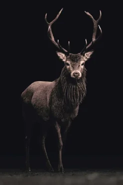 Poster Deer On Black, Nr. 160