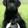 Poster Dog - Labrador Football, Nr. 65
