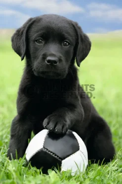 Poster Dog - Labrador Football, Nr. 65