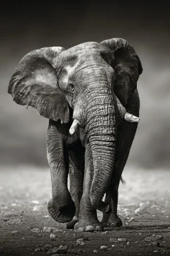 Poster Elephant Walking, Nr. 156