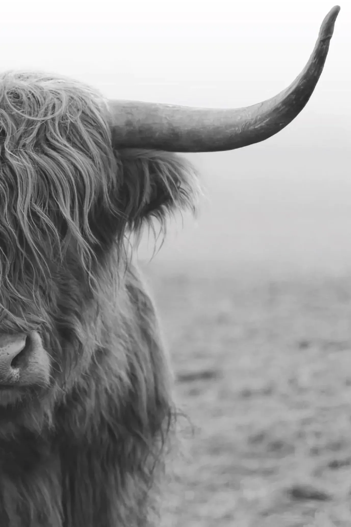 Poster Highlander, Nr. 206