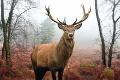 Poster Hirsch Im Wald, Nr. 236