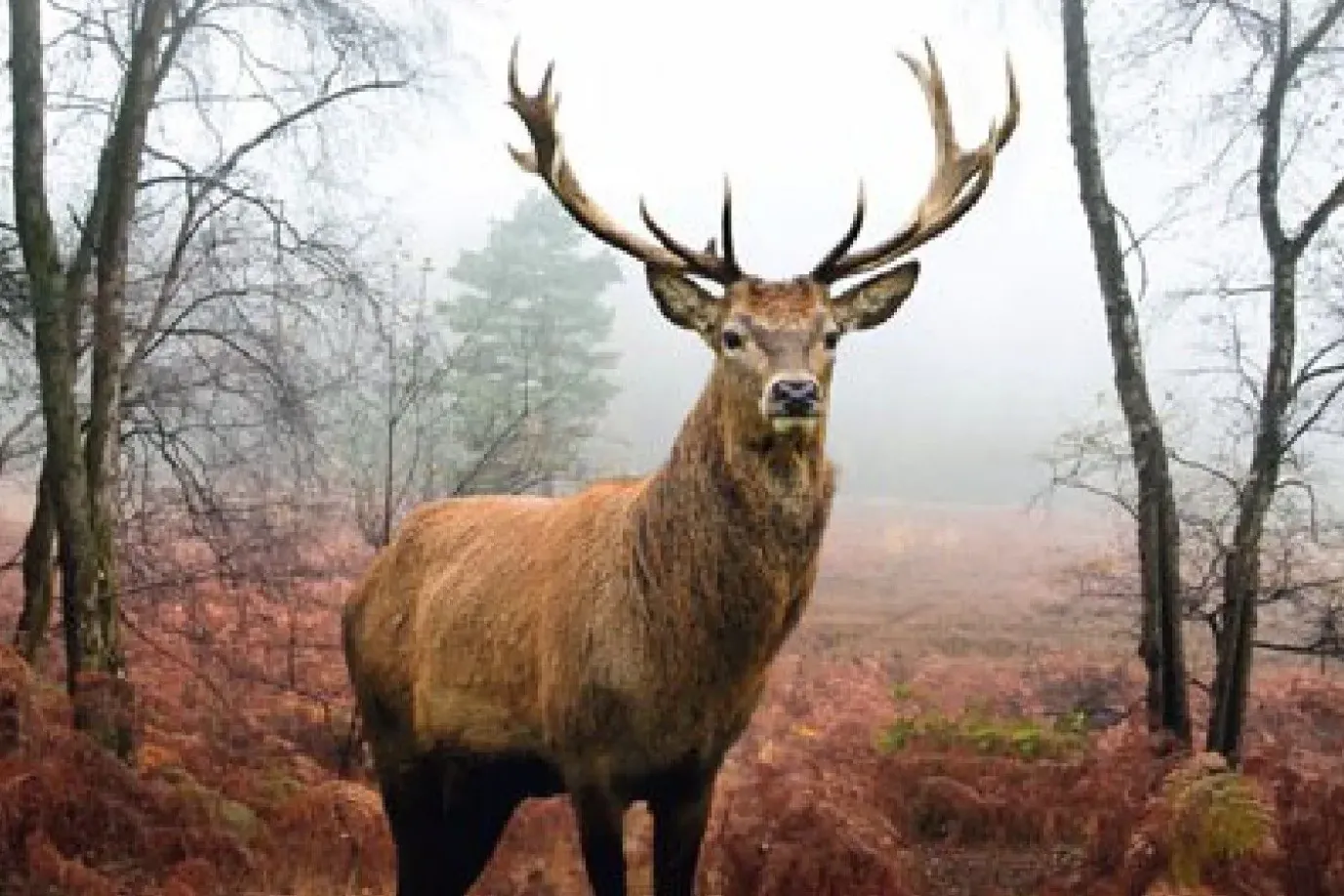 Poster Hirsch Im Wald, Nr. 236