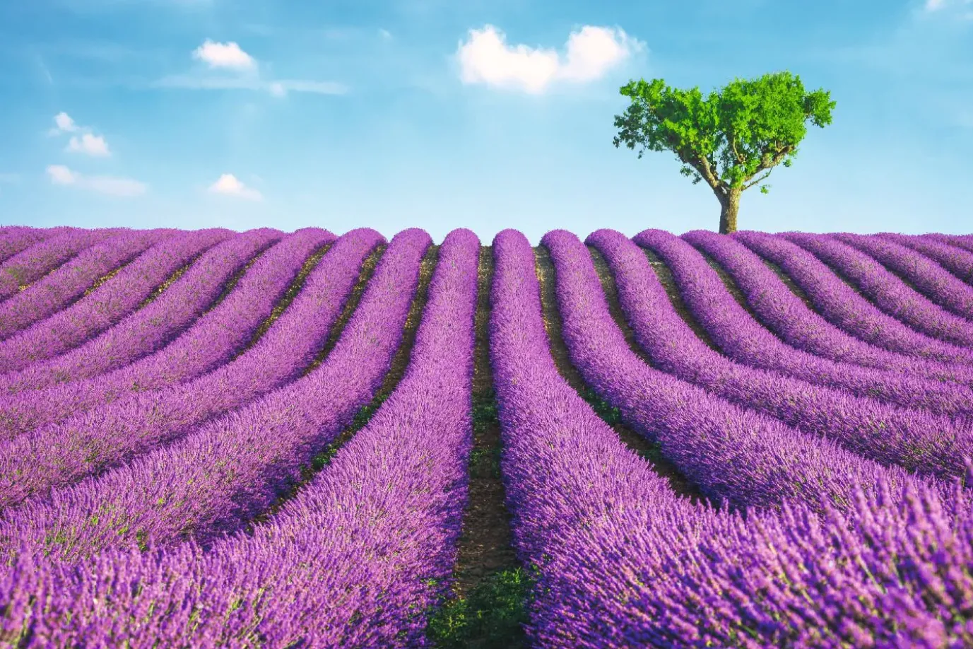 Poster Lavender Field, Nr. 147