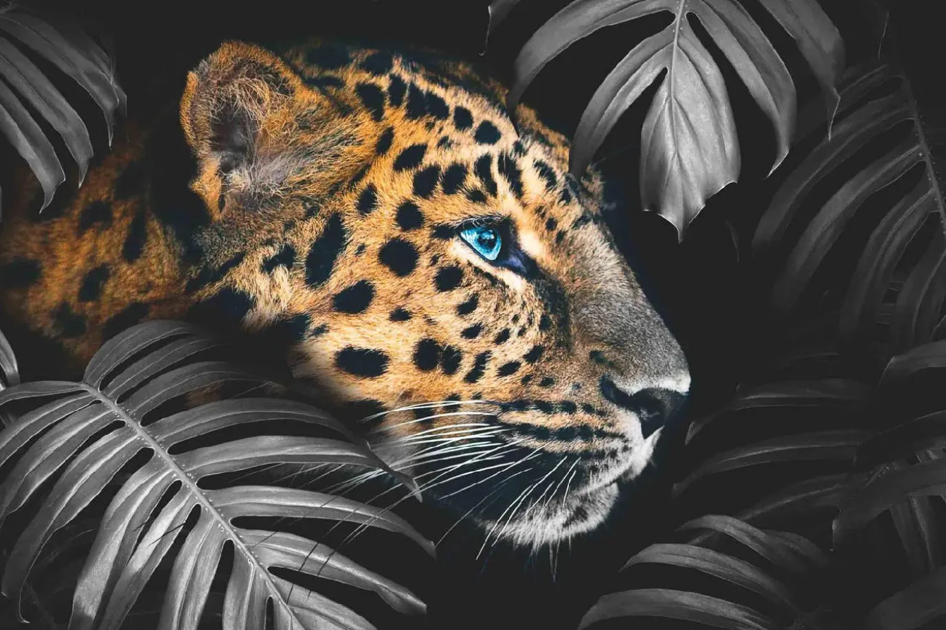 Poster Leopard Leafs, Nr. 108