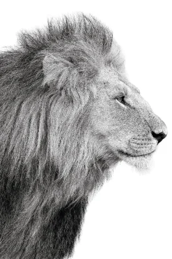 Poster Lions Profile, Nr. 100