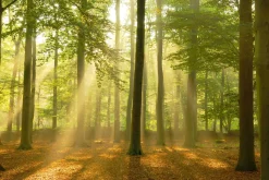 Poster Sunbeam Forest, Nr. 184