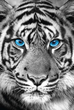 Poster Tiger Blue Eyes, Nr. 48