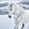 Poster White Horse In Snow, Nr. 169