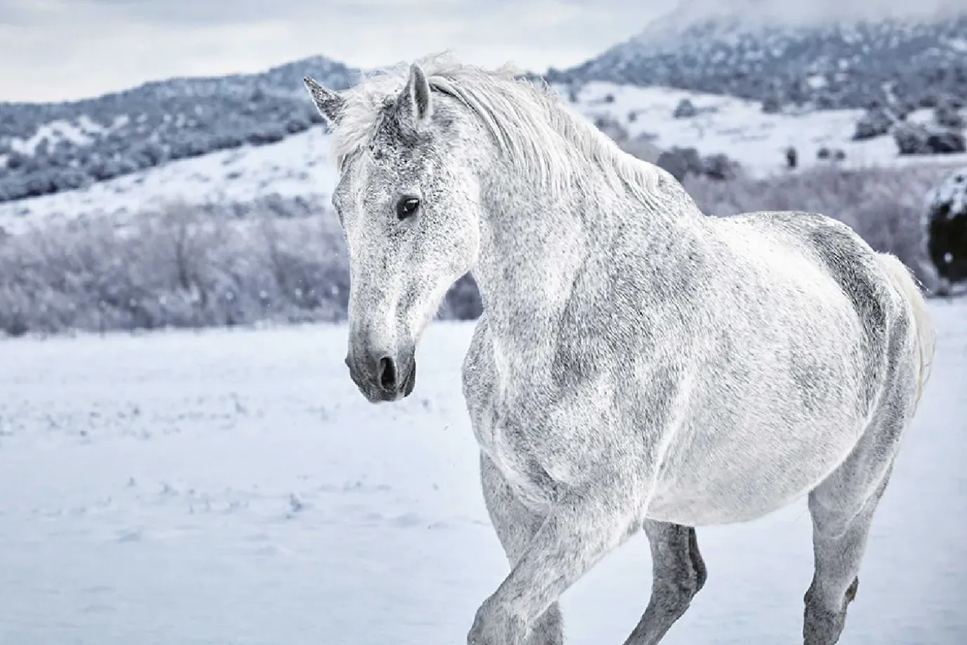 Poster White Horse In Snow, Nr. 169