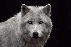 Poster White Wolf - Blue Eyes, Nr. 93