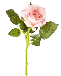 Rose, 30 Cm, Apricot