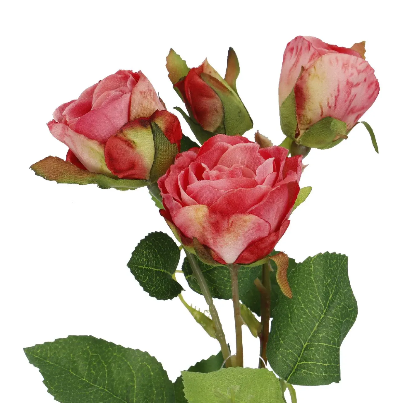 Rose Alina, 3 Blüten/dunkelrosa, 38 Cm