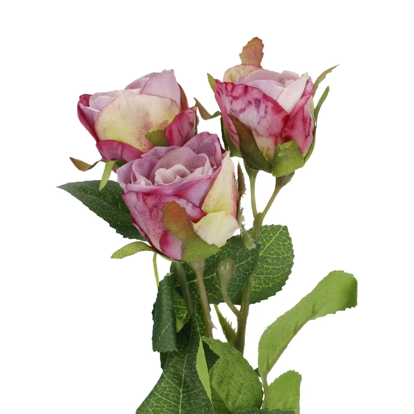 Rose Alina, 3 Blüten/lila, 38 Cm