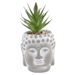 Sukkulente Buddhakopf, Grün/spitz, 15 Cm