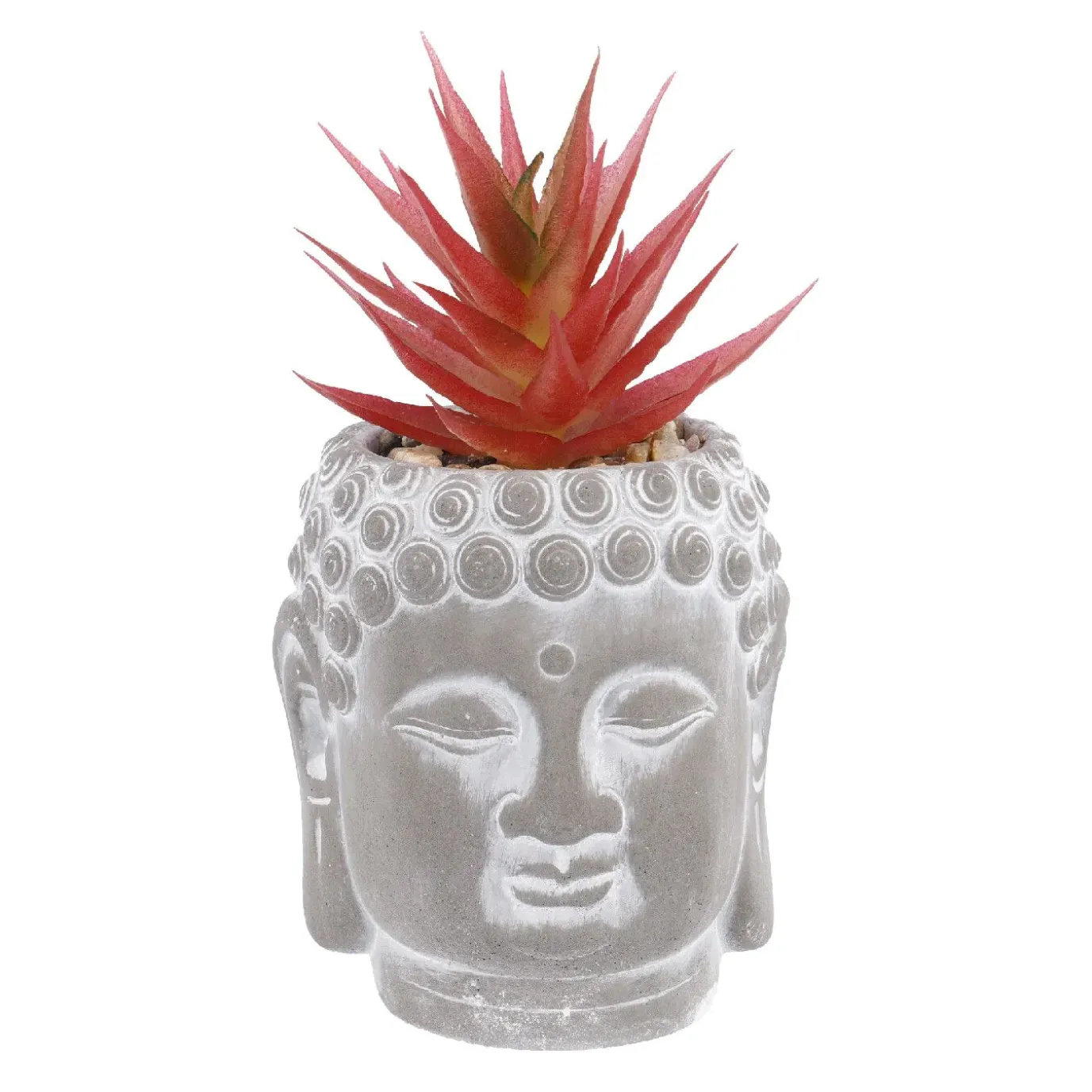 Sukkulente Buddhakopf, Rot/spitz, 15 Cm