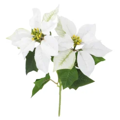 Weihnachtsstern 2 Blüten/weiß, 31 Cm